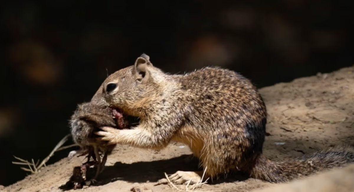 سمۆرەکانی کالیفۆرنیا وازیان لە خواردنی گوێز هێناوە و دەستیان کردووە بە گۆشتخواردن