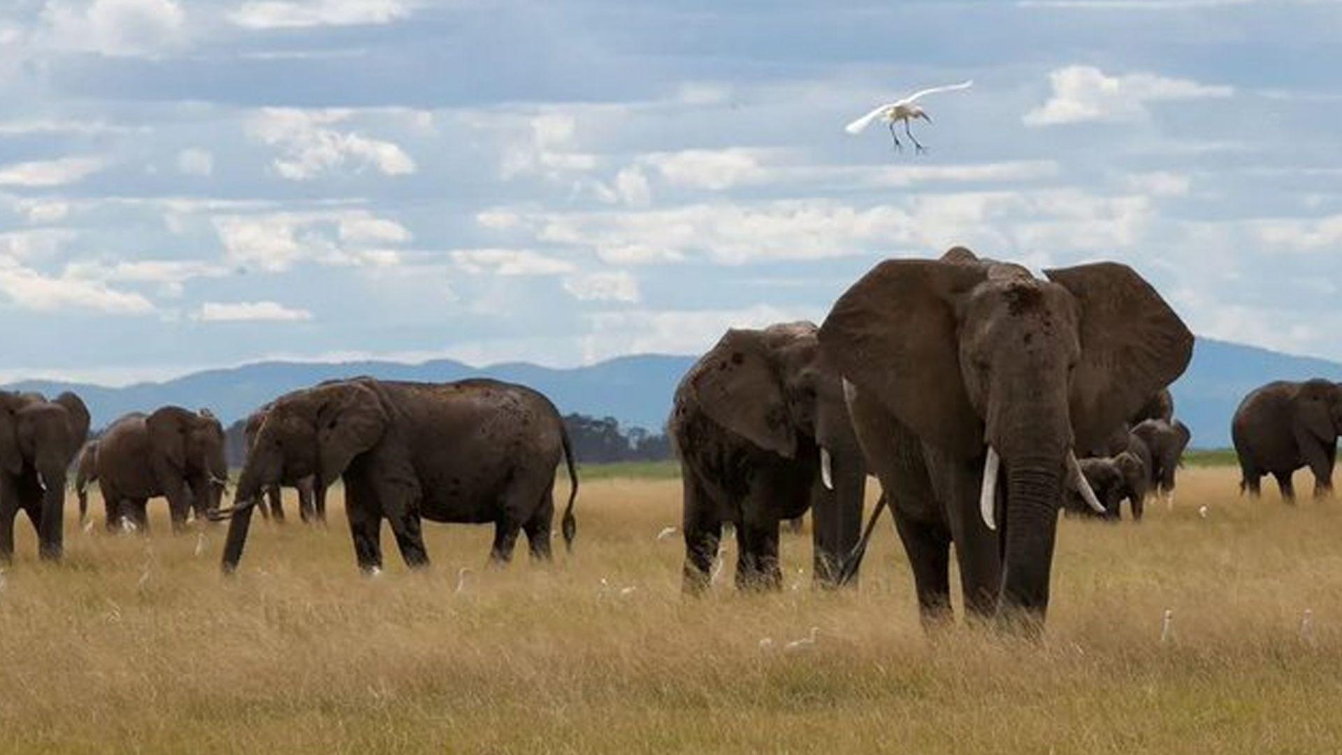 فیلێک ملیۆنێرێکی ئەمریکی لە کاتی راوکردن لە ئەفریقا دەشێلێت