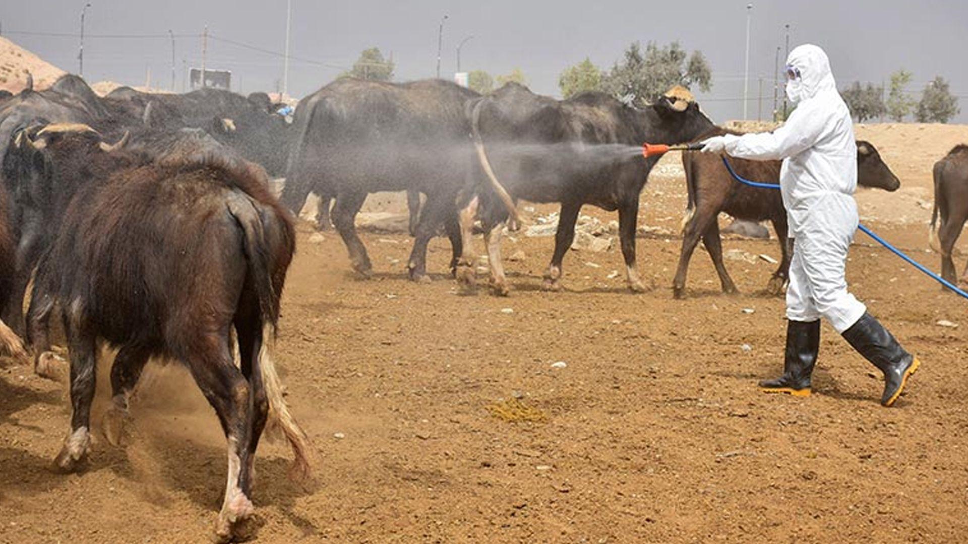 تەندروستی عیراق: لەمساڵدا 270 حاڵەتی تووشبوون بە تای خوێنبەربوون تۆمارکراوە